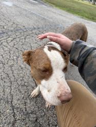 Found/Stray Male Dog last seen Grove Creek Road, Waxahachie, TX 75165