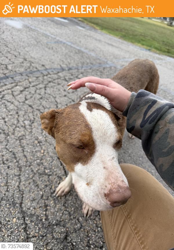 Found/Stray Male Dog last seen Grove Creek Road, Waxahachie, TX 75165