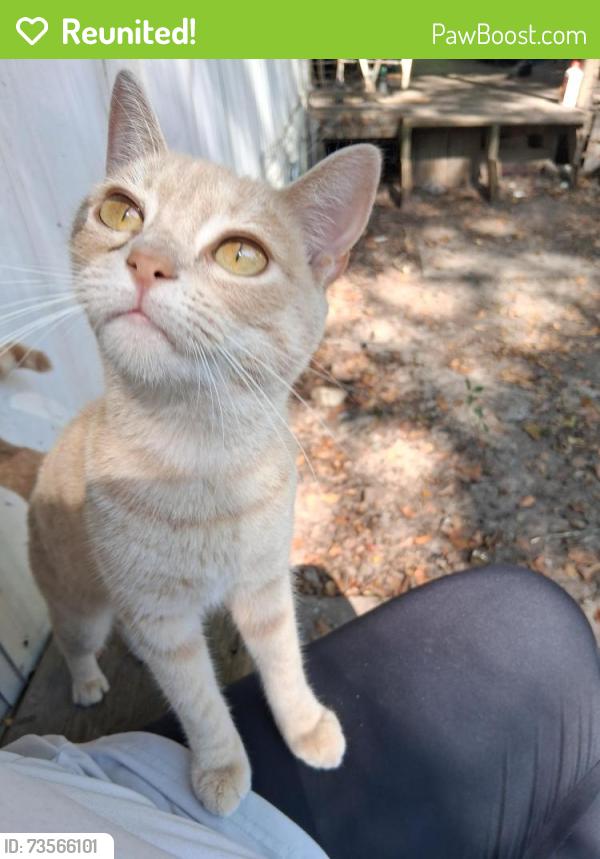 Reunited Female Cat last seen Baker Street and Springdale rd, Lancaster, SC 29720