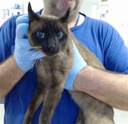 Shelter Stray Male Cat last seen LANE/KEITH, 1419 Bryant St, San Francisco, CA 94103, USA