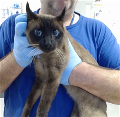 Shelter Stray Male Cat last seen LANE/KEITH, 1419 Bryant St, San Francisco, CA 94103, USA
