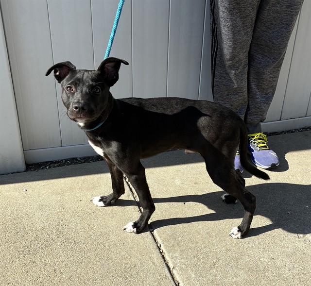 Shelter Stray Male Dog last seen Near BLOCK PATTON CT A, 3528 Newburg Rd, Louisville, KY 40218, USA