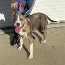 Shelter Stray Female Dog last seen Near BLOCK HENRY AVE, 3528 Newburg Rd, Louisville, KY 40218, USA