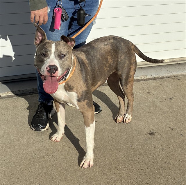 Shelter Stray Female Dog last seen Near BLOCK HENRY AVE, 3528 Newburg Rd, Louisville, KY 40218, USA
