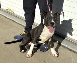 Shelter Stray Female Dog last seen Near BLOCK HENRY AVE, 3528 Newburg Rd, Louisville, KY 40218, USA