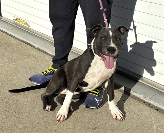 Shelter Stray Female Dog last seen Near BLOCK HENRY AVE, 3528 Newburg Rd, Louisville, KY 40218, USA