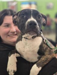 Shelter Stray Female Dog last seen Near BLOCK SCHUFF LANE, 3528 Newburg Rd, Louisville, KY 40218, USA
