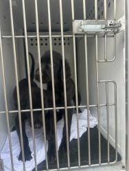 Shelter Stray Female Dog last seen WICKER WAY/ASHBROW LN, 95632, 3839 Bradshaw Rd, Sacramento, CA 95827, USA