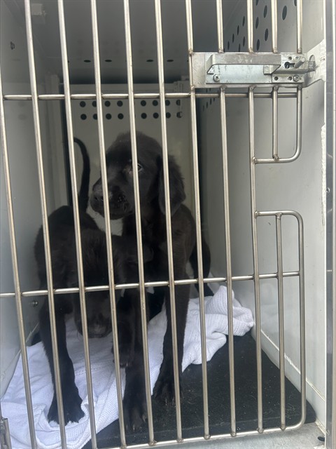 Shelter Stray Female Dog last seen WICKER WAY/ASHBROW LN, 95632, 3839 Bradshaw Rd, Sacramento, CA 95827, USA