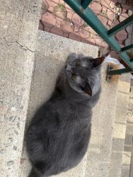 Found/Stray Unknown Cat last seen Kosciuszko and Malcom x, Brooklyn, NY 11221