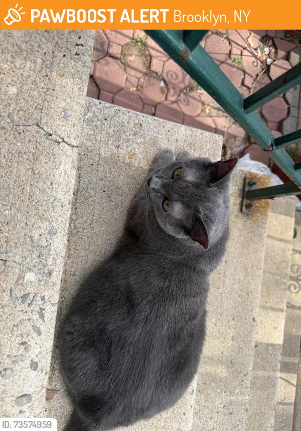 Found/Stray Unknown Cat last seen Kosciuszko and Malcom x, Brooklyn, NY 11221