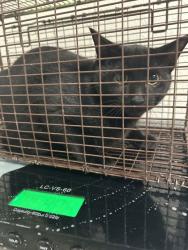 Shelter Stray Unknown Cat last seen Near Ballard Dr, City of Knoxville ASO, TN, 3201 Division St, Knoxville, TN 37919, USA