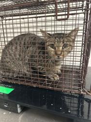 Shelter Stray Unknown Cat last seen Near Avondale Ave Apt B, City of Knoxville ASO, TN, 3201 Division St, Knoxville, TN 37919, USA