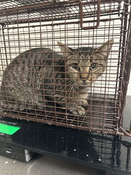 Shelter Stray Unknown Cat last seen Near Avondale Ave Apt B, City of Knoxville ASO, TN, 3201 Division St, Knoxville, TN 37919, USA