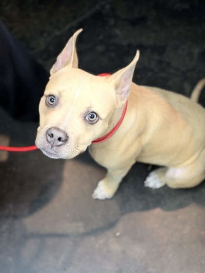Shelter Stray Female Dog last seen Worth front street near hwy, Memphis, TN, 935 Farm Rd, Memphis, TN 38134, USA