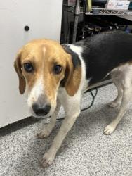 Shelter Stray Female Dog last seen Catfish Lake Rd, New Bern, NC, 1639 Old Airport Rd, New Bern, NC 28562, USA