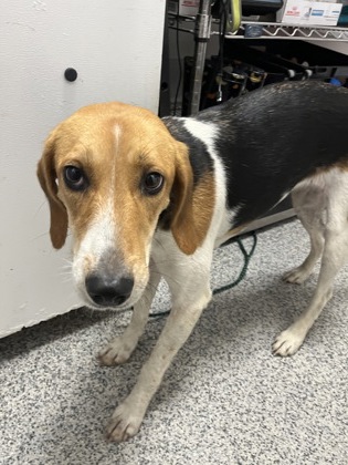 Shelter Stray Female Dog last seen Catfish Lake Rd, New Bern, NC, 1639 Old Airport Rd, New Bern, NC 28562, USA
