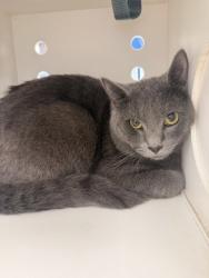 Shelter Stray Male Cat last seen Pompano Drive, New Bern, NC, 1639 Old Airport Rd, New Bern, NC 28562, USA