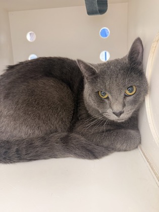 Shelter Stray Male Cat last seen Pompano Drive, New Bern, NC, 1639 Old Airport Rd, New Bern, NC 28562, USA