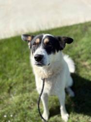 Shelter Stray Male Dog last seen , Outside Jurisdiction - Return, TX, 355 Hillshire Dr, Haslet, TX 76052, USA