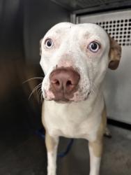 Shelter Stray Female Dog last seen , , TX, 355 Hillshire Dr, Haslet, TX 76052, USA
