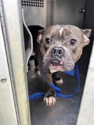 Shelter Stray Male Dog last seen , South District, TX, 355 Hillshire Dr, Haslet, TX 76052, USA