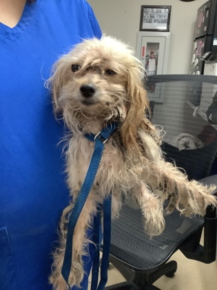 Shelter Stray Male Dog last seen Near Whitman Ave, South District, TX, 355 Hillshire Dr, Haslet, TX 76052, USA