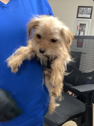 Shelter Stray Male Dog last seen Near Whitman Ave, South District, TX, 355 Hillshire Dr, Haslet, TX 76052, USA