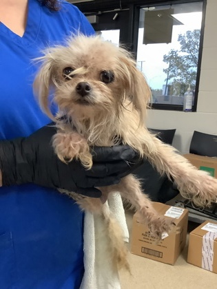 Shelter Stray Female Dog last seen Near Whitman Ave, South District, TX, 355 Hillshire Dr, Haslet, TX 76052, USA