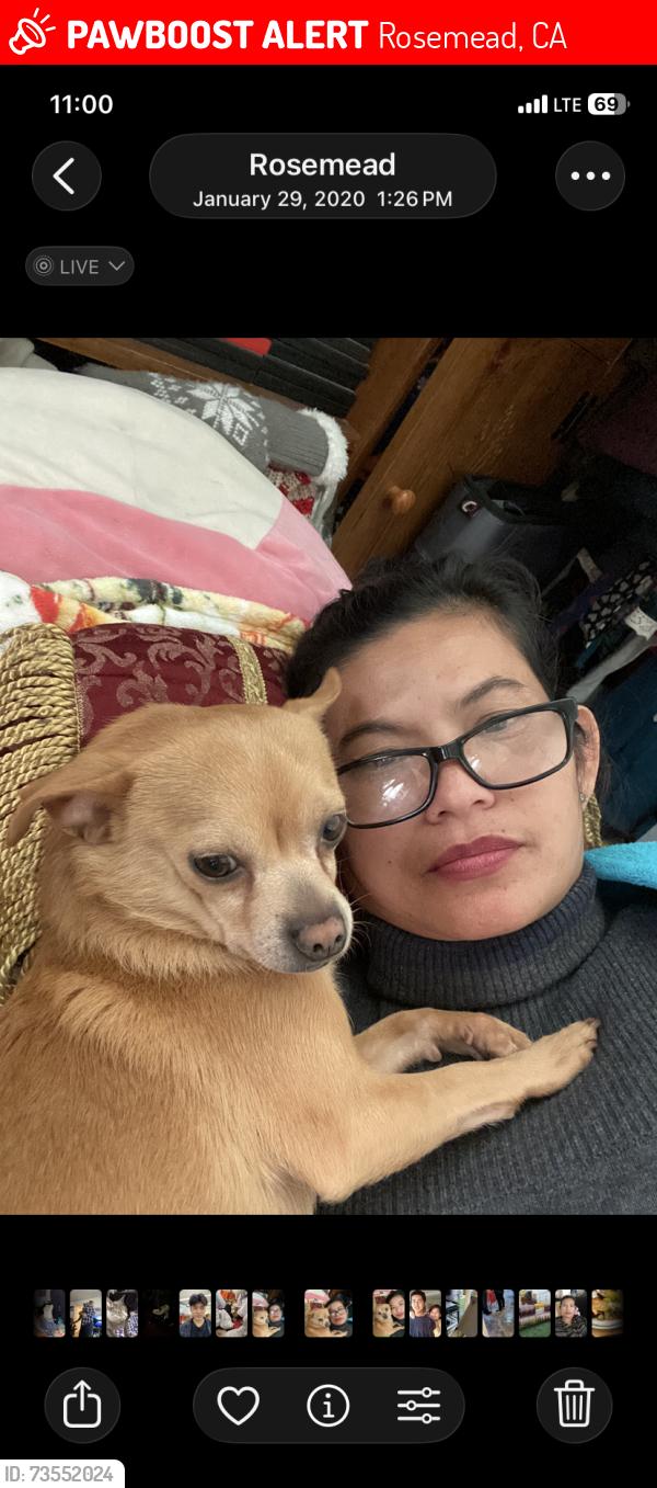 Lost Male Dog last seen Near Langford Rosemead, Rosemead, CA 91770