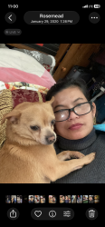Lost Male Dog last seen Near Langford Rosemead, Rosemead, CA 91770