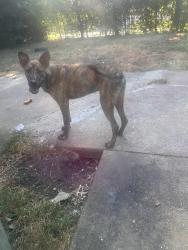 Lost Male Dog last seen Wheatland Toaf, Dallas, TX 75232