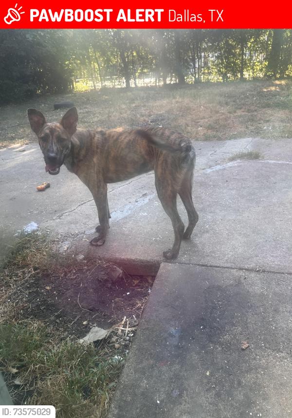 Lost Male Dog last seen Wheatland Toaf, Dallas, TX 75232