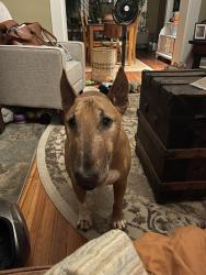 Lost Male Dog last seen Hudson & N 4th, Columbus, OH 43202
