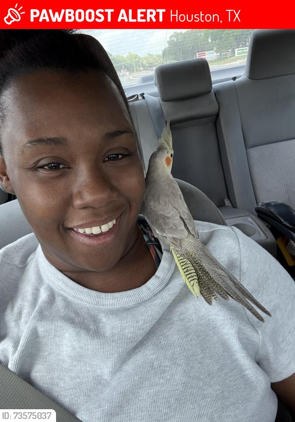 Lost Female Bird last seen Peri on Westheimer, Houston, TX 77077