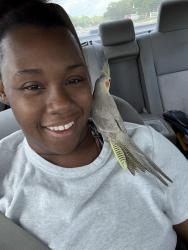 Lost Female Bird last seen Peri on Westheimer, Houston, TX 77077
