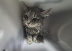 Shelter Stray Female Cat last seen Bay Street, STATEN ISLAND, NY, 10304, 3139 Veterans Rd W, Staten Island, NY 10309, USA