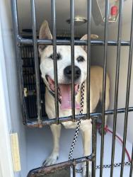 Shelter Stray Unknown Dog last seen Near Windsor Gate Road, VIRGINIA BEACH, VA, 23452, 341 S Birdneck Rd, Virginia Beach, VA 23451, USA