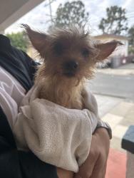 Found/Stray Female Dog last seen 39th and Quigley St, Oakland, CA 94619