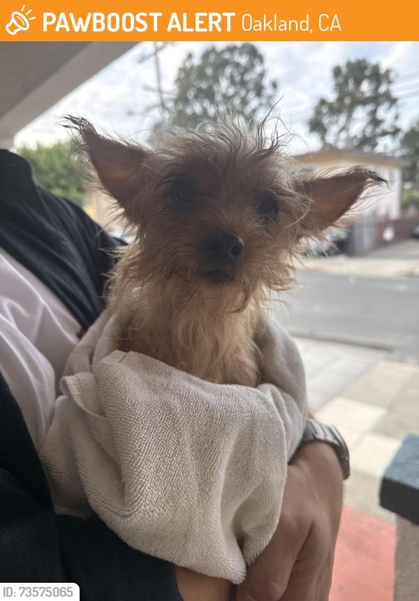Found/Stray Female Dog last seen 39th and Quigley St, Oakland, CA 94619