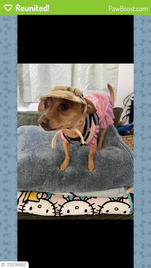 Reunited Female Dog last seen Near Patterson Rd, Riverbank, CA 95367, USA, Riverbank, CA 95367