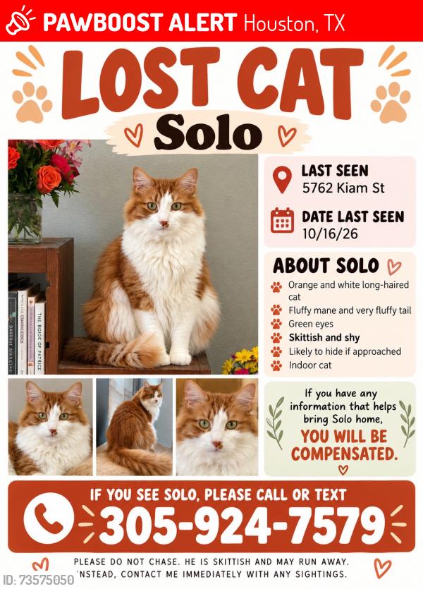 Lost Male Cat last seen Sherwin and Kiam st, Houston, TX 77007