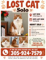 Lost Male Cat last seen Sherwin and Kiam st, Houston, TX 77007