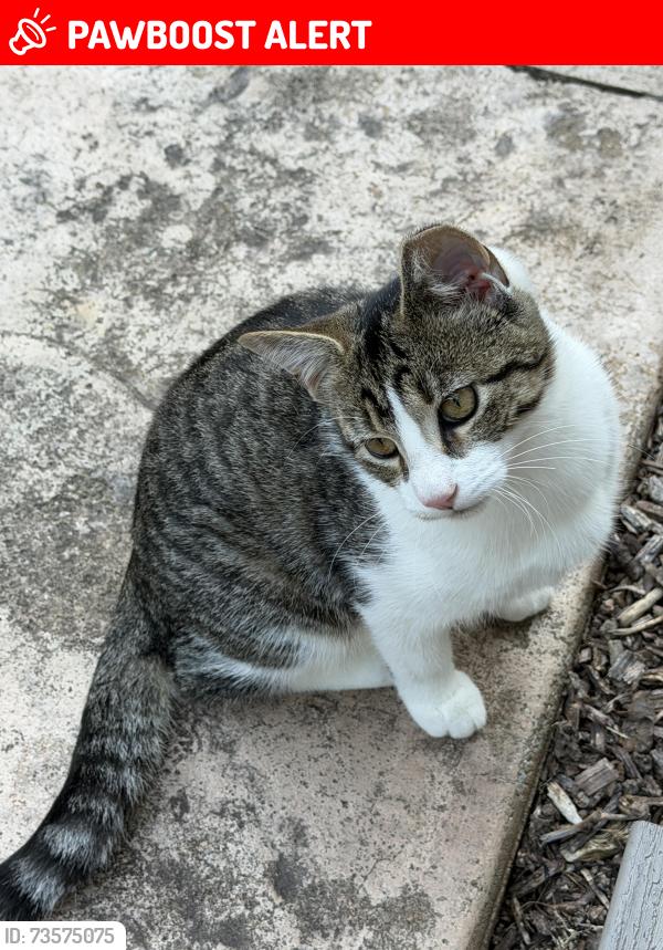 Lost Female Cat last seen Lieby Osborne and St Rt 422, Southington Township, OH 44470