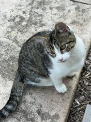 Lost Female Cat last seen Lieby Osborne and St Rt 422, Southington Township, OH 44470