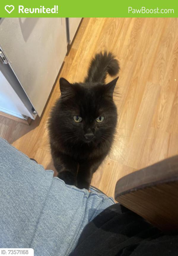 Reunited Female Cat last seen Hazeldell and blehm, Riverside, CA 92505