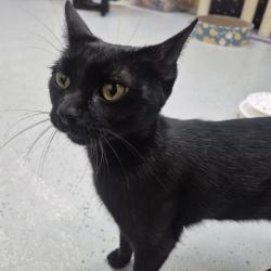 Shelter Stray Female Cat last seen , 2960 Shafto Rd, Tinton Falls, NJ 07753, USA