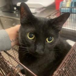 Shelter Stray Female Cat last seen , 157 W Grand Ave, Chicago, IL 60654, USA