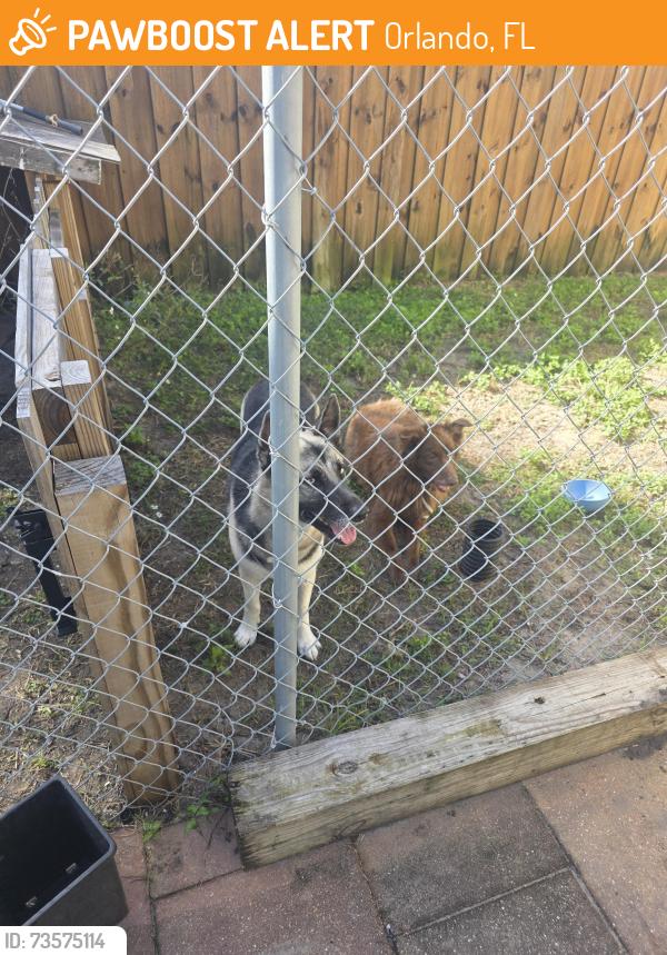 Found/Stray Female Dog last seen Curry Ford and 417 near Wawa, Orlando, FL 32825
