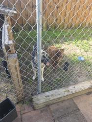 Found/Stray Female Dog last seen Curry Ford and 417 near Wawa, Orlando, FL 32825